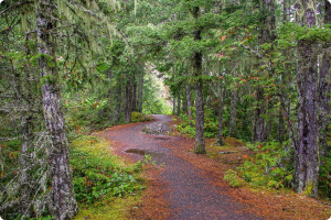 Hoh Rain Forest